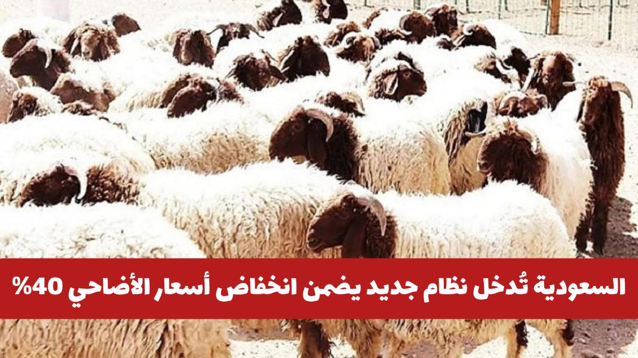 أول مرة في التاريخ: السعودية تُدخل نظام جديد يضمن انخفاض أسعار الأضاحي 40% .. وهذه آليته!