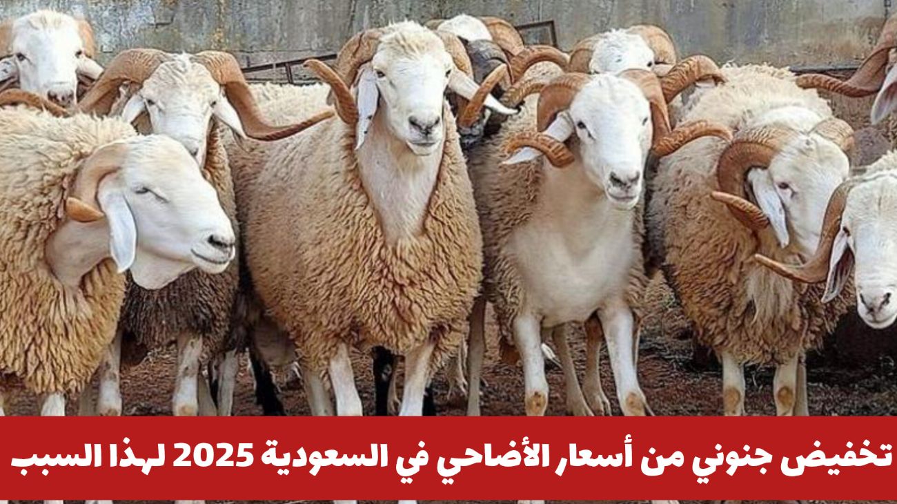 عاجل: تخفيض جنوني من أسعار الأضاحي في السعودية 2025 لهذا السبب .. الأسعار تبدأ من هذا الرقم!